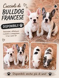 Bulldog francese bianconero femmina e bleutan grig