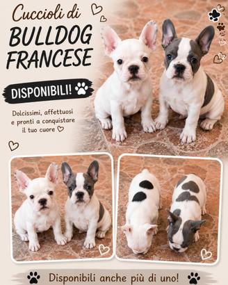 Bulldog francese bianconero femmina e bleutan grig