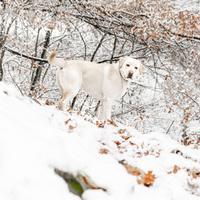 Labrador disponibile per monta