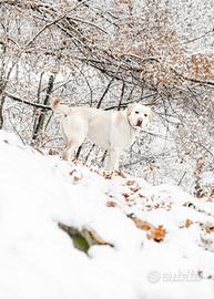 Labrador disponibile per monta