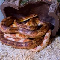 Serpenti del grano + Teca