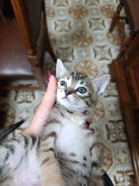 Gattina femmina