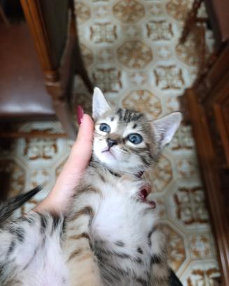 Gattina femmina