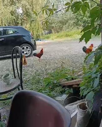 Galli e galline ruspanti