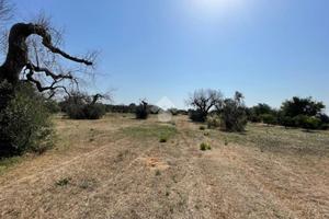 TER. AGRICOLO A ALLISTE