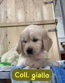 Cuccioli di golden retriever linea inglese