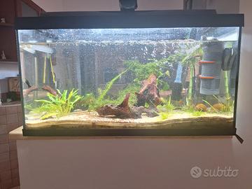 acquario  tetra