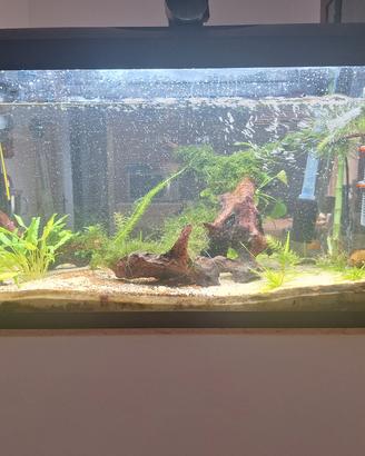 acquario  tetra