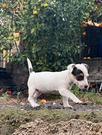 Cucciola Jack Russell