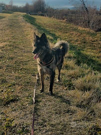 Accoppiamento pastore della lessinia e del lagorai