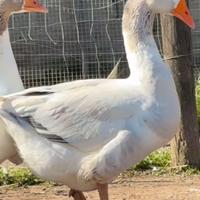 Maschio di oca veneta