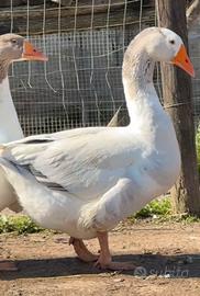 Maschio di oca veneta