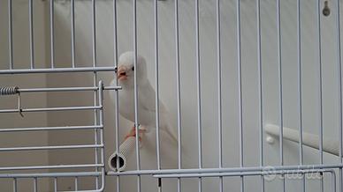 Canarino bianco recessivo