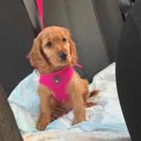 Cucciola di Cocker spaniel inglese