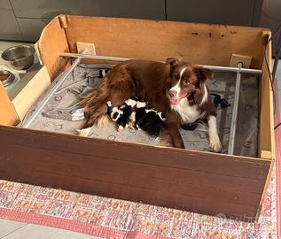 Border collie