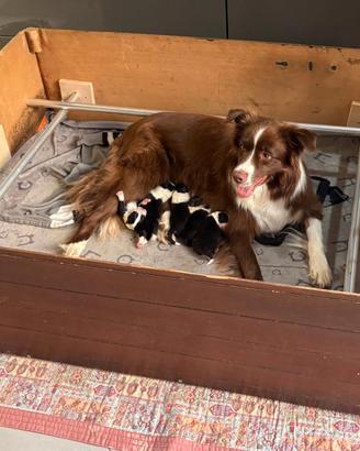 Border collie