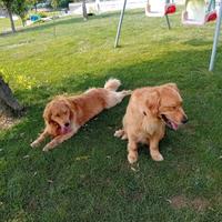 Cuccioli Golden retriever americani