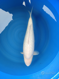 Carpa koi