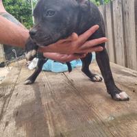 Staffordshire bull terrier