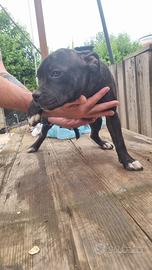 Staffordshire bull terrier