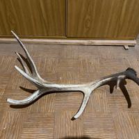 Decorazione naturale in palco di cervo