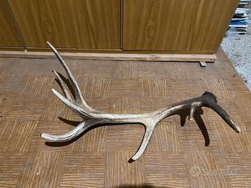 Decorazione naturale in palco di cervo