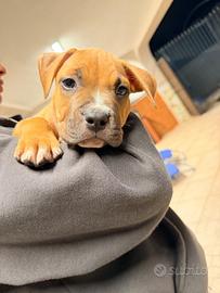 Cucciolo American Pitbull Terrier