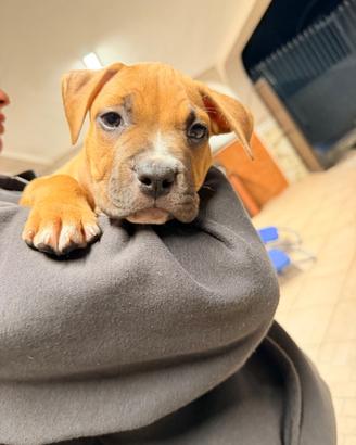 Cucciolo American Pitbull Terrier