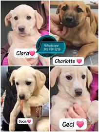 Cuccioli 3mesi in adozione maschi e femmine