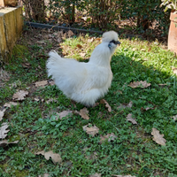 Galline moroseta nana