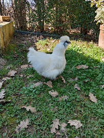 Galline moroseta nana