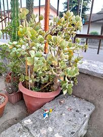 Crassula arborescens
