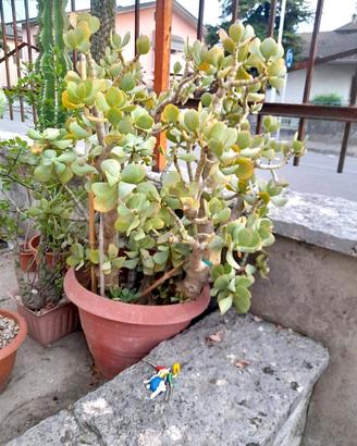 Crassula arborescens