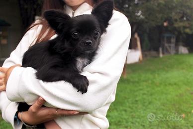 CUCCIOLO CHIHUAHUA