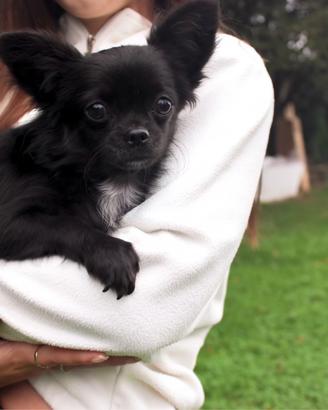 CUCCIOLO CHIHUAHUA