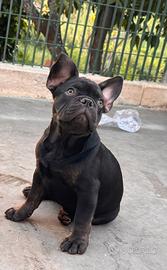 Cucciolo bulldog francese