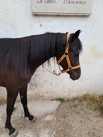 Super pony femmina