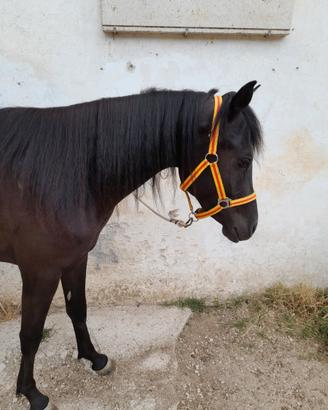 Super pony femmina