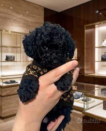Barboncino Toy con pedigree