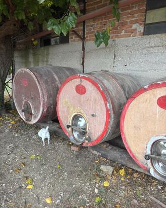 Botti vino