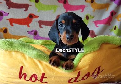 Cuccioli bassotto PEDIGREE ALLEVAMENTO ENCI fci