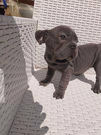 Cucciola bulldog francese esotico blu