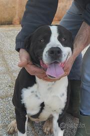 Rocky vuole la sua famiglia per la vita