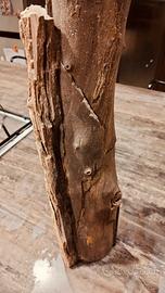 legno fossile Libia