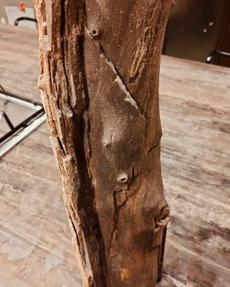 legno fossile Libia
