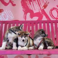 Akita