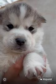 Cuccioli Siberian Husky