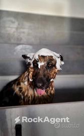 TOELETTATURA PER ANIMALI