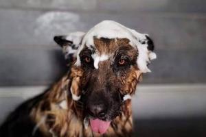 TOELETTATURA PER ANIMALI