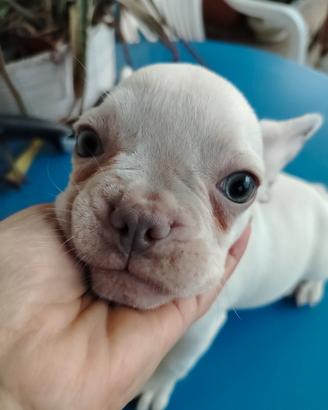 Maschietto platinum di bulldog francese